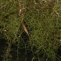 Utricularia gibba L.